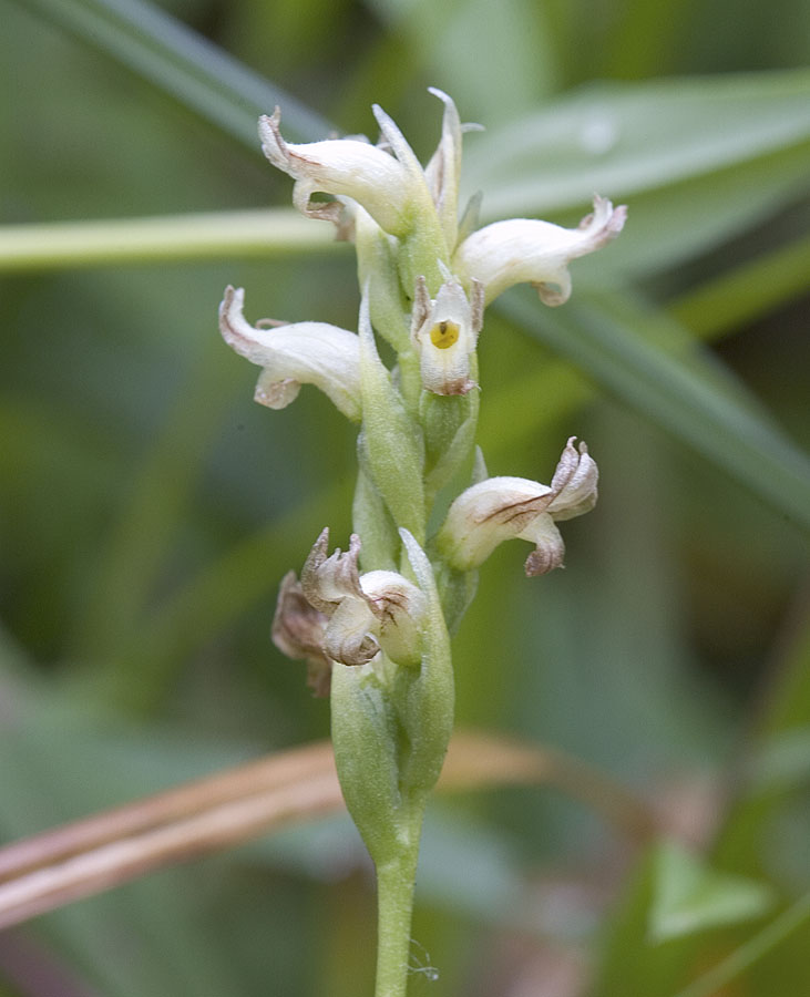 Hooded ladies tresses  Spiranthes romanzoffiana