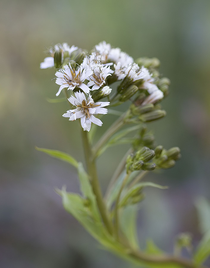 Western rattlesnakeroot  Prenanthes alata