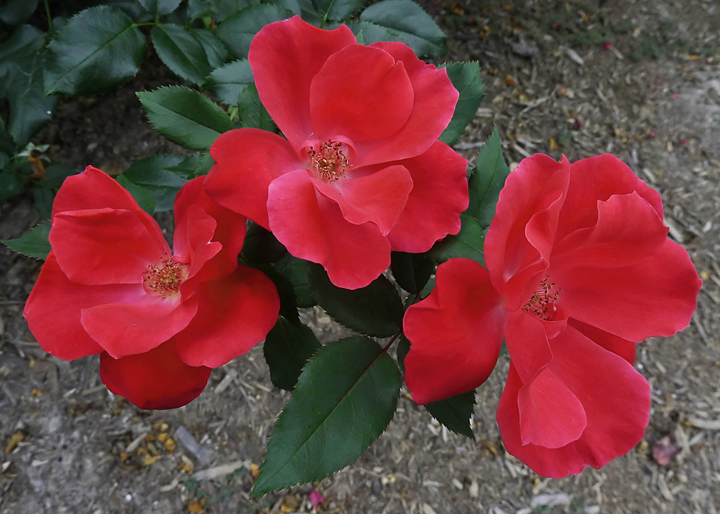 FALL FLOWERS  -  ISO 200