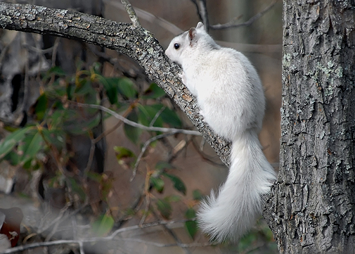 BABY WHITE SQUIRREL.jpg