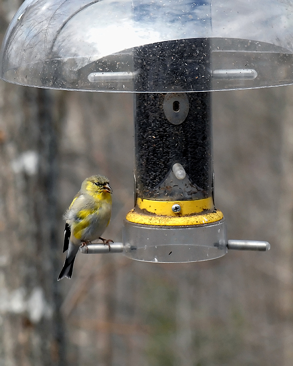 MOTLEY BIRD.1.jpg