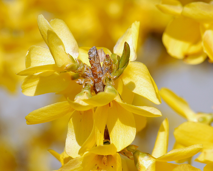 FORSYTHIA.1.jpg