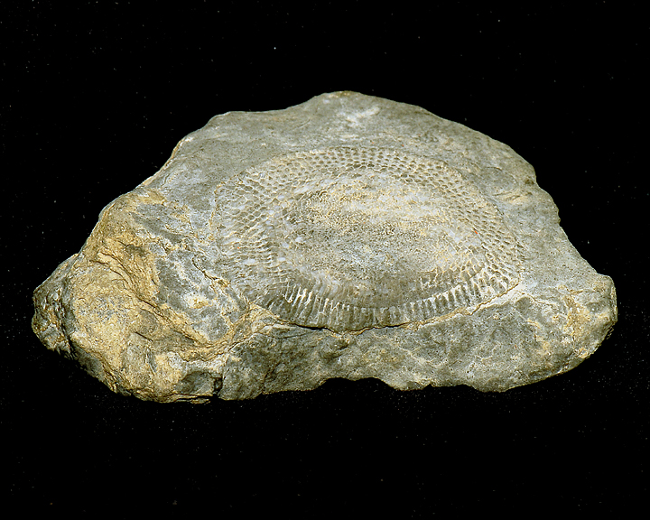 RECEPTACULITE FOSSIL.1.jpg