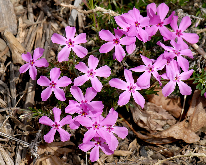 SMALL PURPLE FLOWERS.jpg