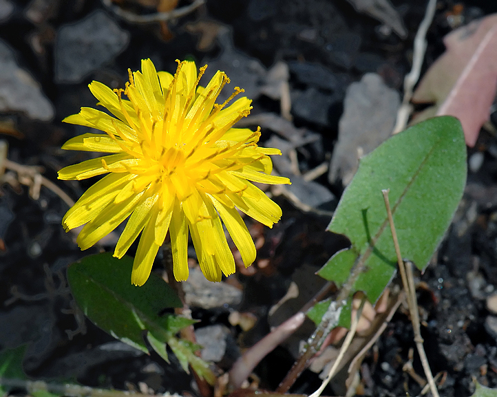 DANDELION.1.jpg