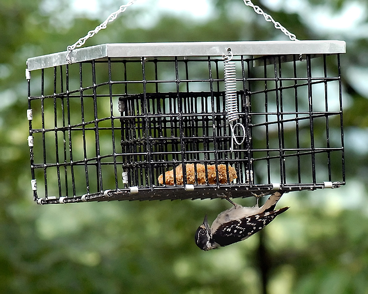 WOODPECKER_SUET.jpg