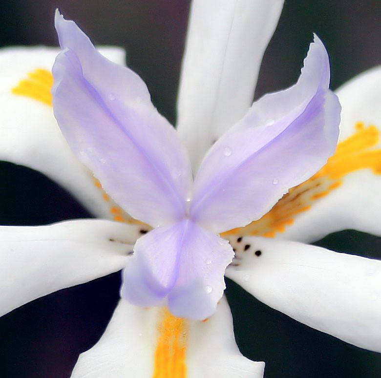 Dietes grandiflora