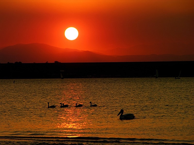 Ducks n Pelicans