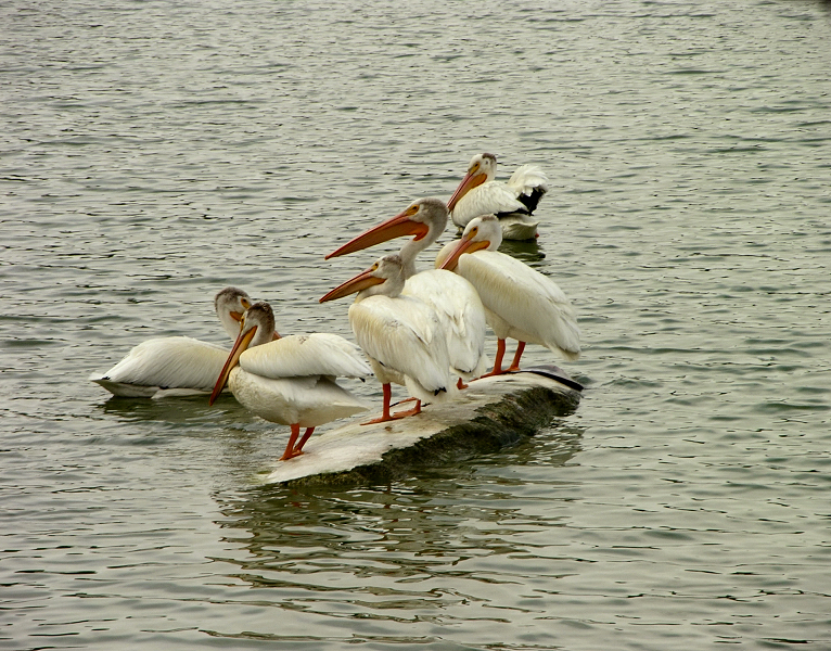 Pelicans