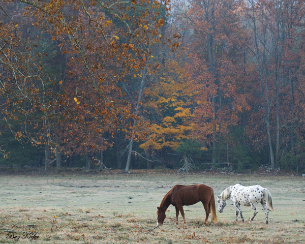 Horses on a Frosty Morning in Cades Cove