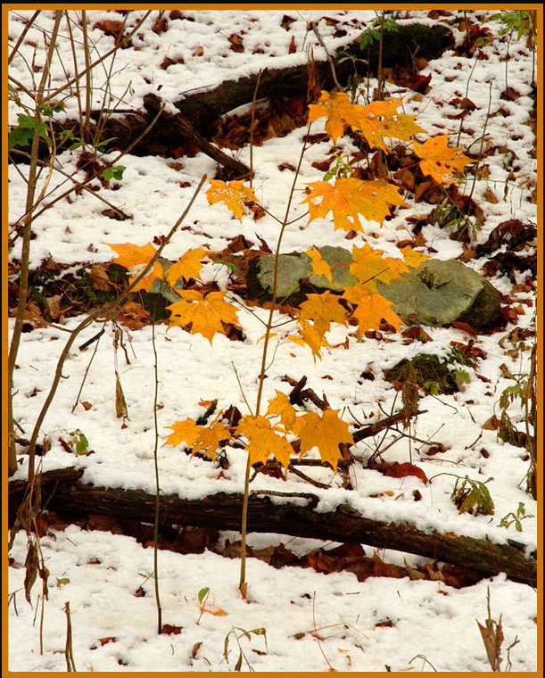 Maple Sapling in Snow