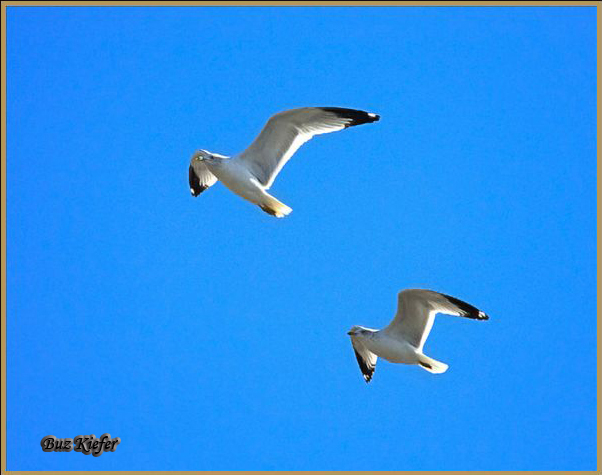 Two Gulls over Sevierville