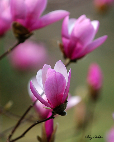 Japanese Magnolias from a Neighbors Tree.