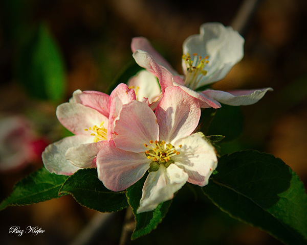 Apple Blossoms