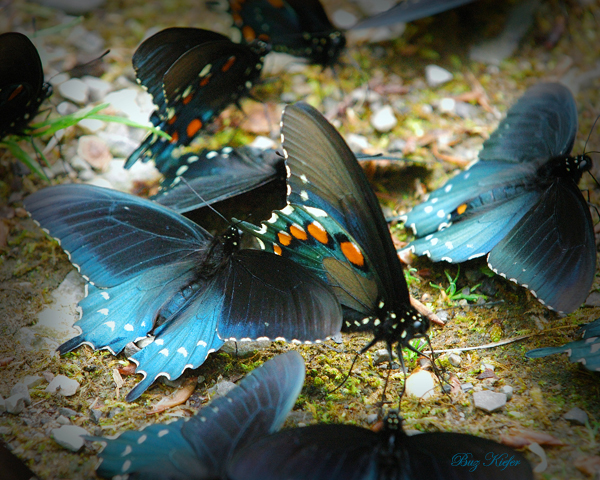 Swallowtails