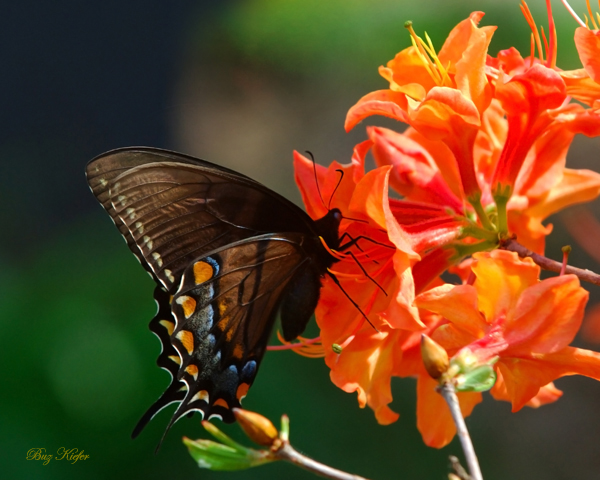 Swallowtail on Flame Azalea