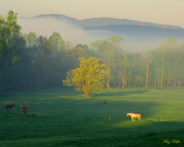 Morning Mist in Cades Cove