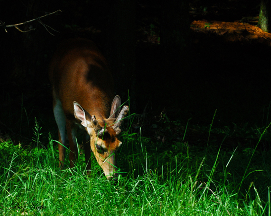 Buck on the Forests Edge