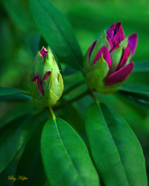 Rhododendron Blooms