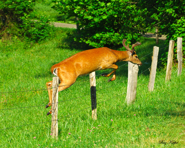 Jumping Buck in Velvet