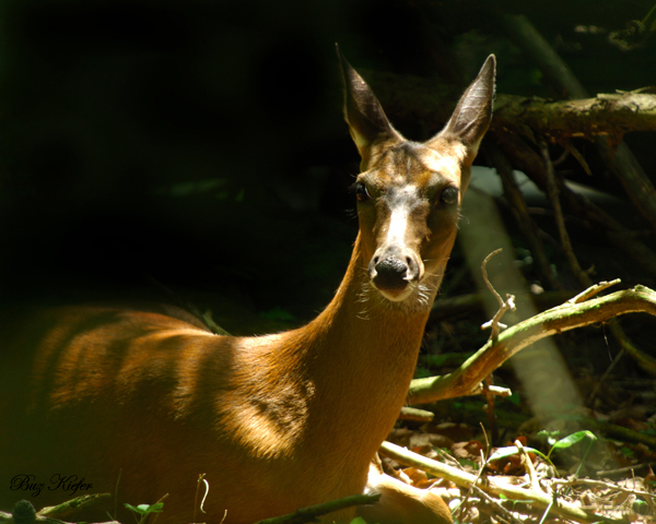 Doe Bedded in Woods