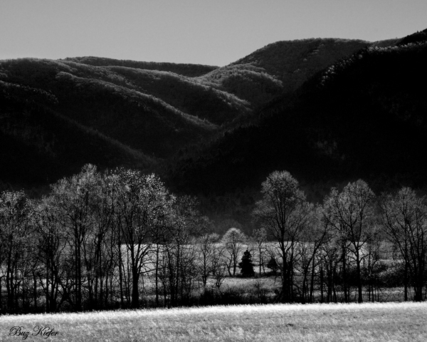 Frosted Trees in Cades Cove