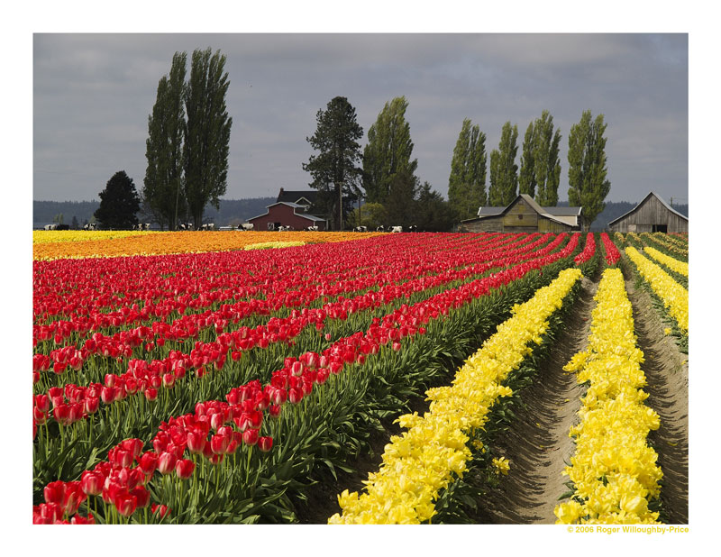 Tulip Town 1