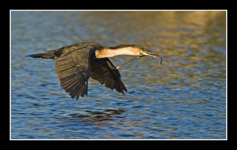 Darter