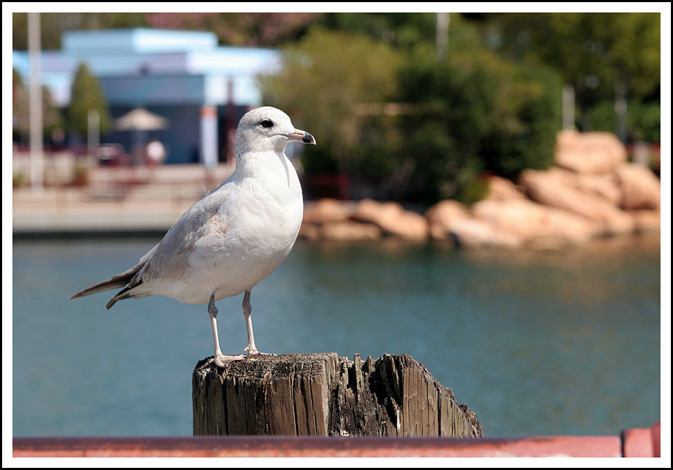 A Gull in Context at Universal Studios.