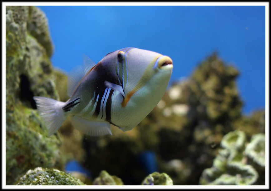 A Lost Sol at the Inner Harbor Aquarium