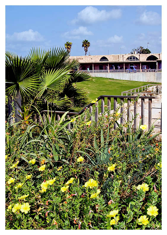 Flowers in the Fore