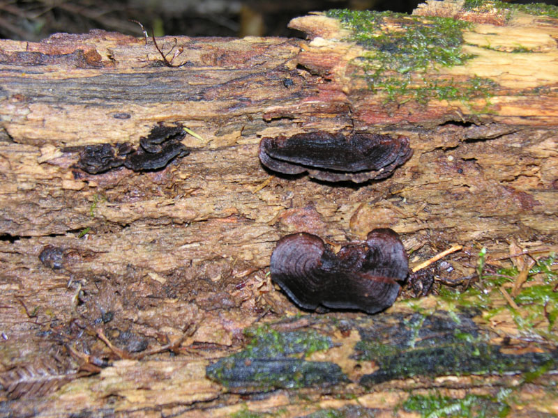 Coastal bush walk near Whitianga -fungi2.JPG