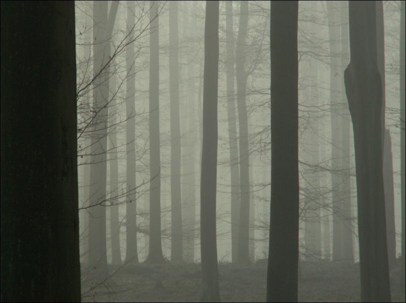 Brouillard dans la futaie (2)