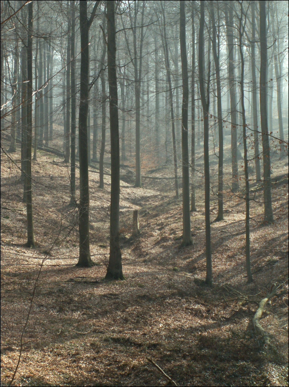 Petit vallon confluent du Vuilbeek.