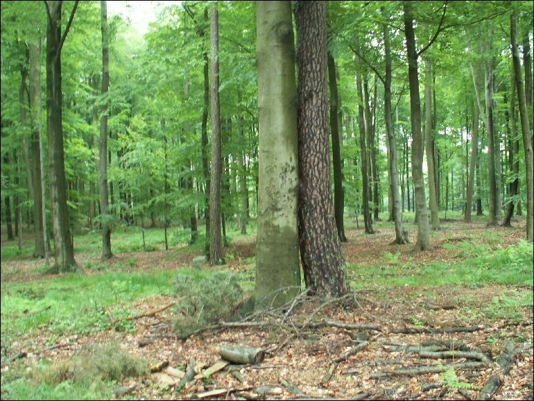 Deux arbres saimaient dun amour tendre... (les arbres aussi sont contre le racisme).