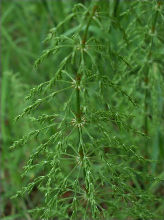 Equisetum sylvaticum, la prle des bois appele aussi queue de cheval.
