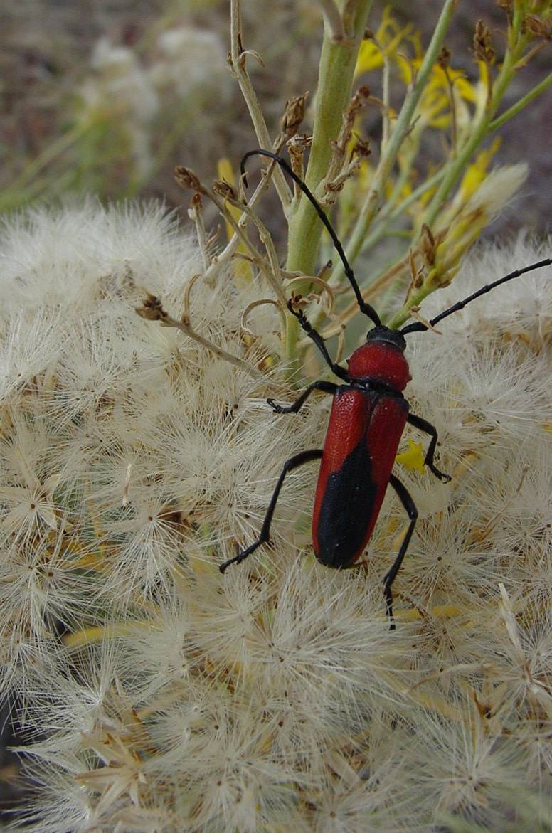 Somebody now the name of this beatle !!!