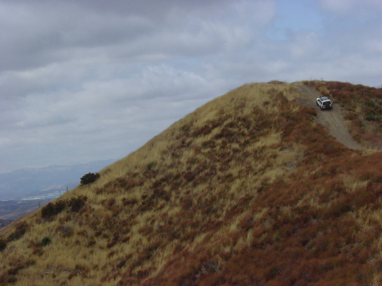 Paint-bursh crawling up hill !!!!