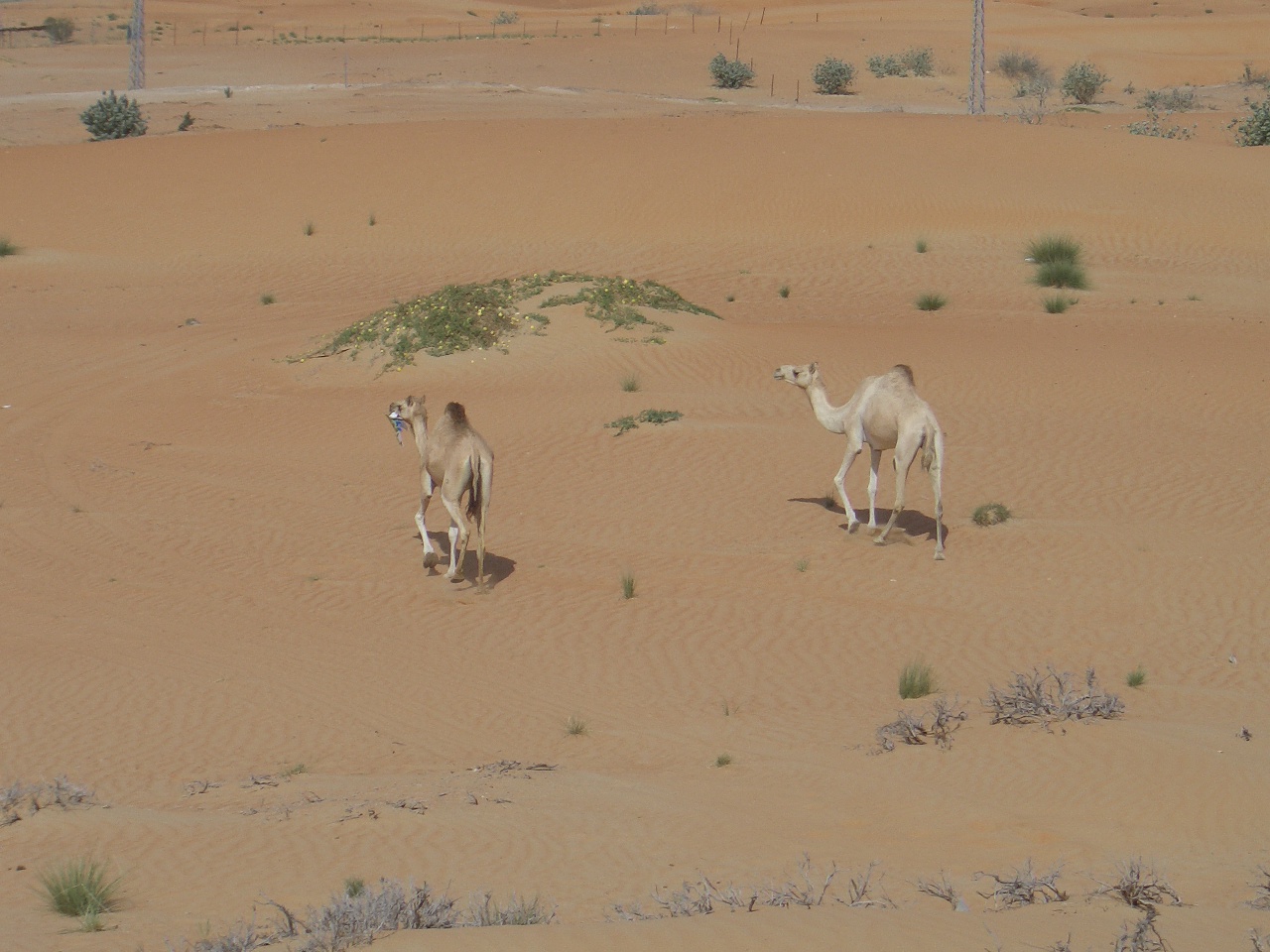 Camel Couple
