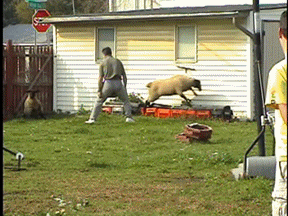 SHEEP CHASING THE LATEST CRAZE