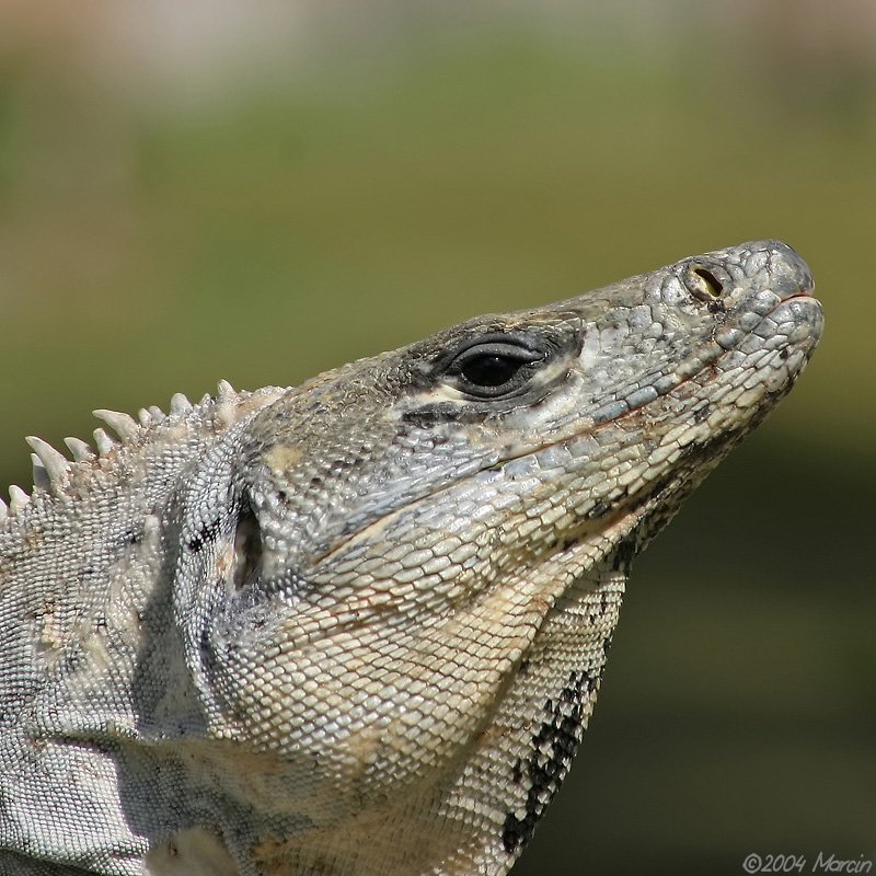 Spiny-tailed Iguana