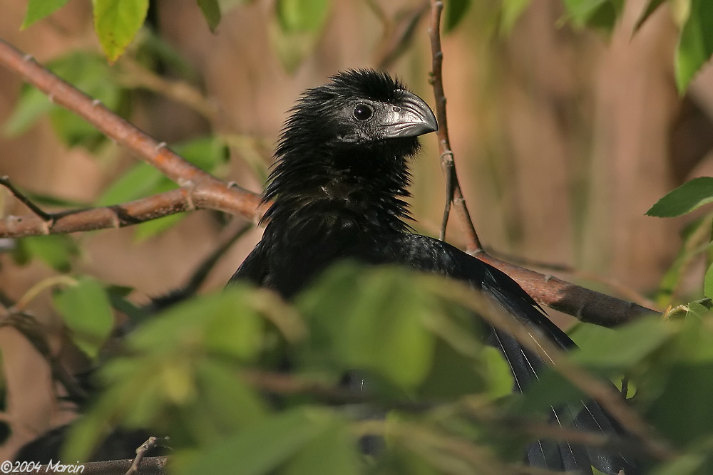 Groove-billed Ani