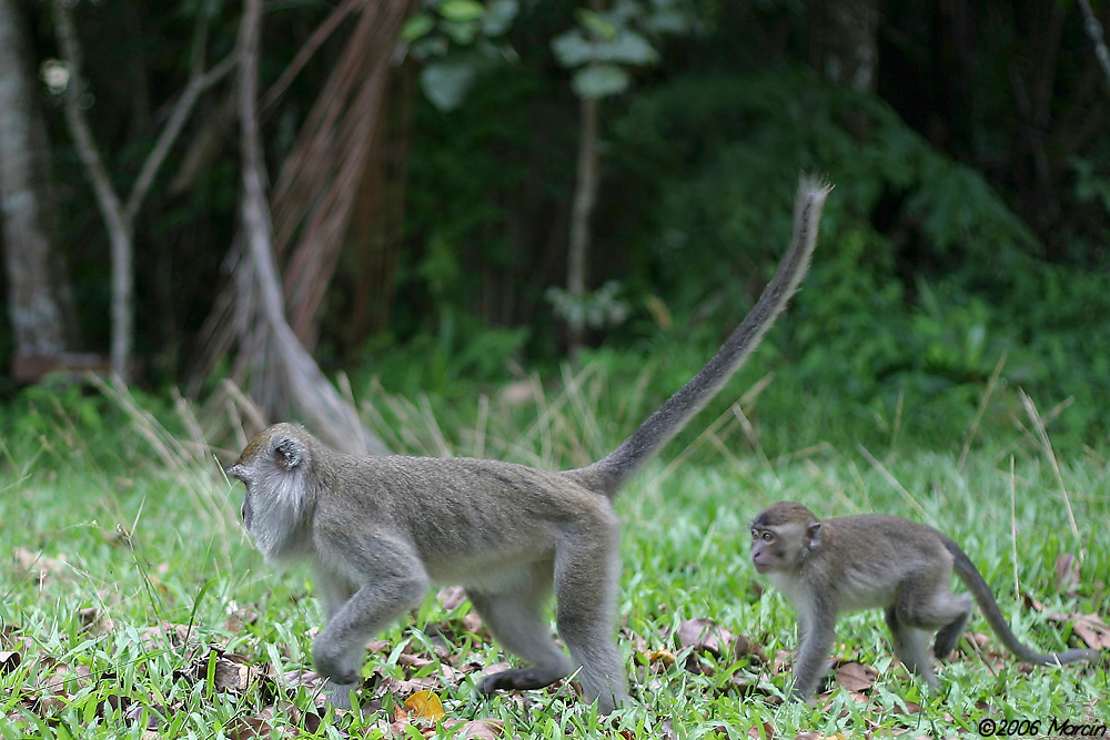 Long-Tailed Macaques - mother and baby