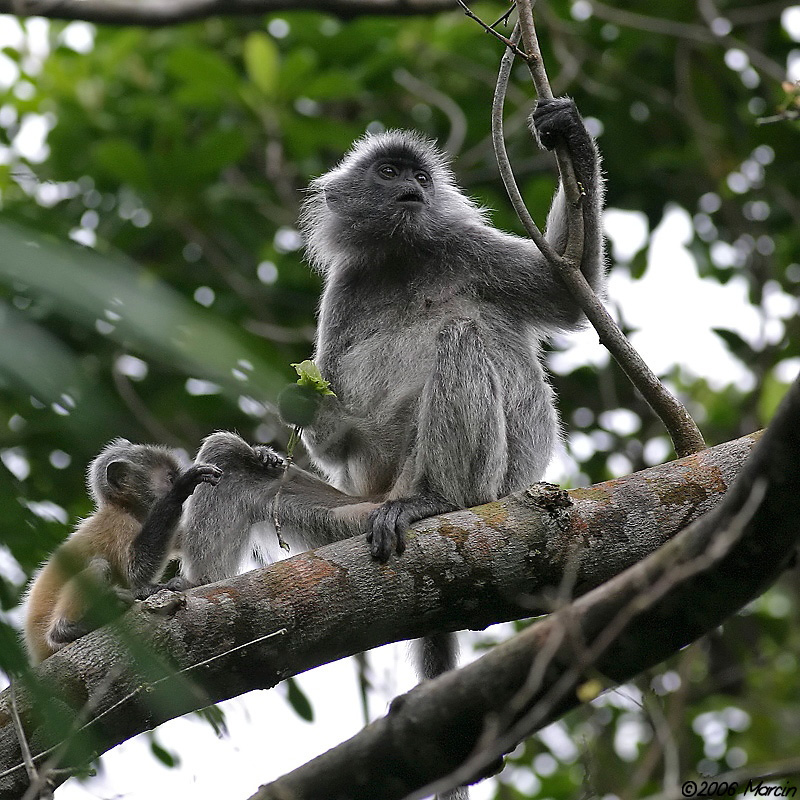 Silvered Langurs - mother with baby