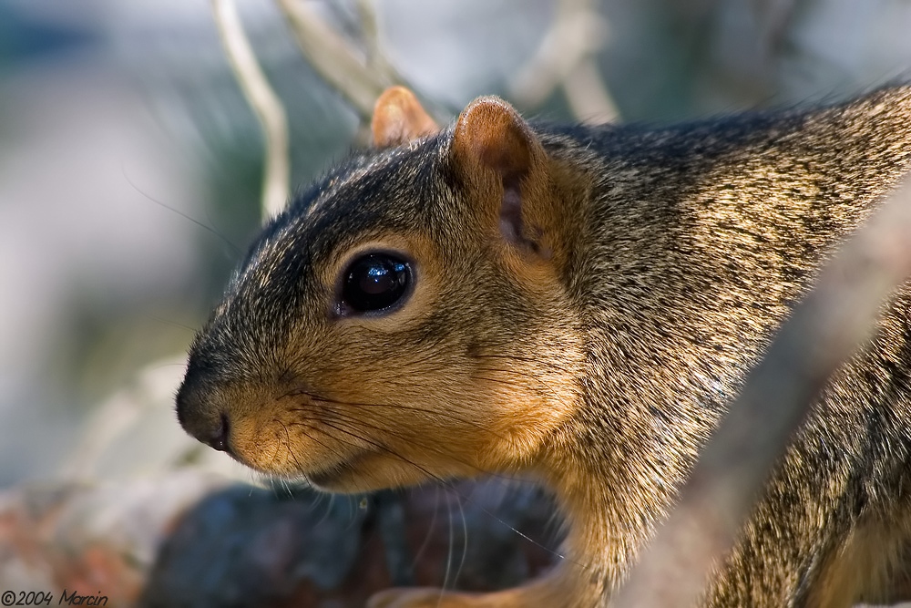 fox squirrel fox squirrel