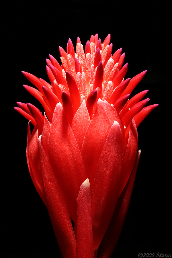 Billbergia pyramidalis Summer torch bromelia