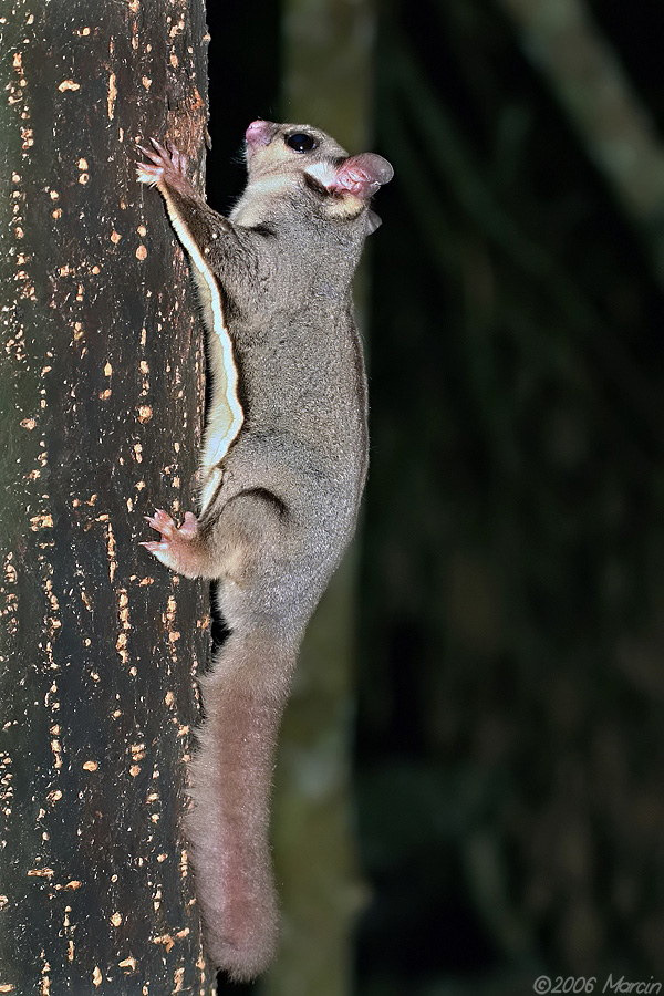 Sugar glider