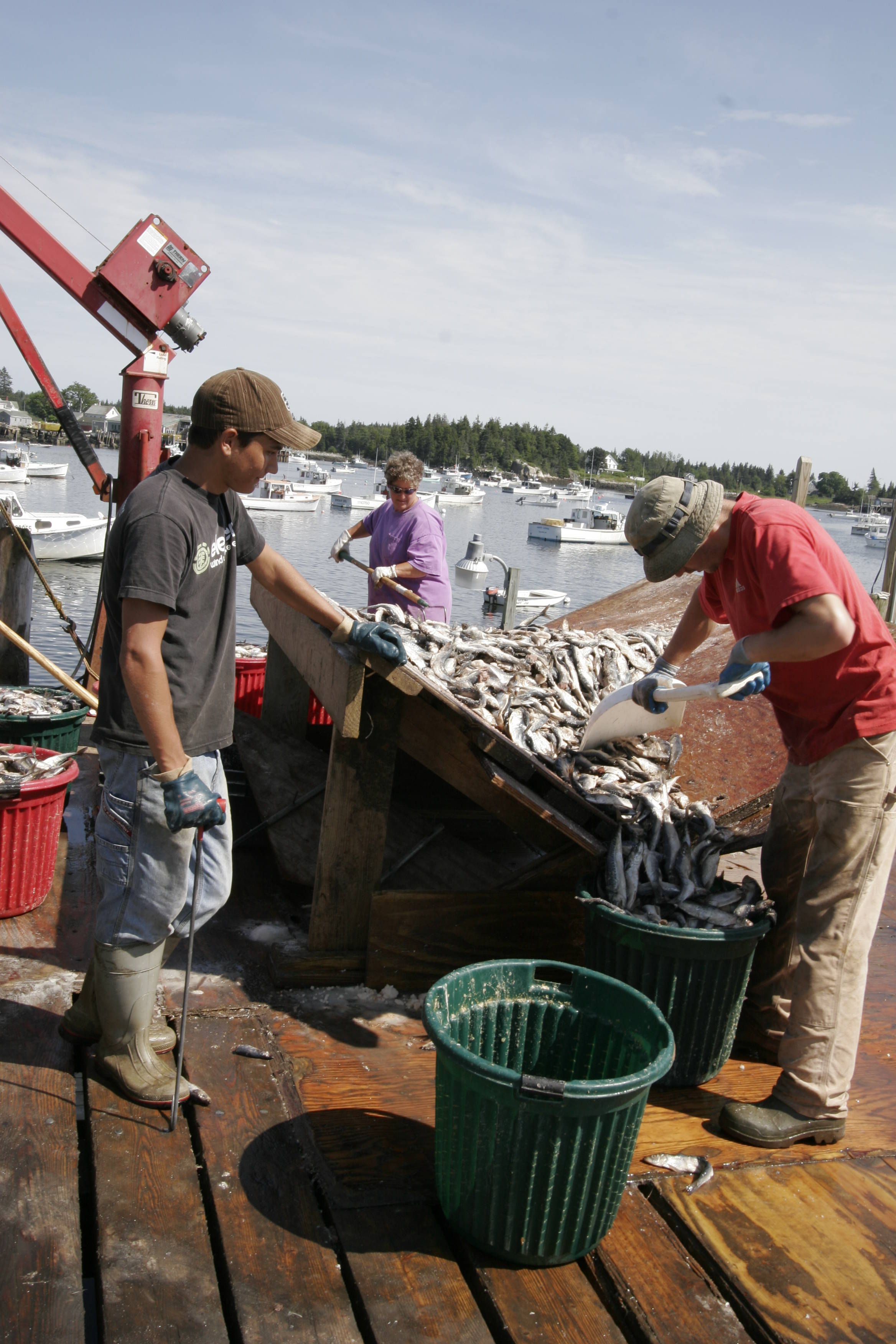 fishy preparation
