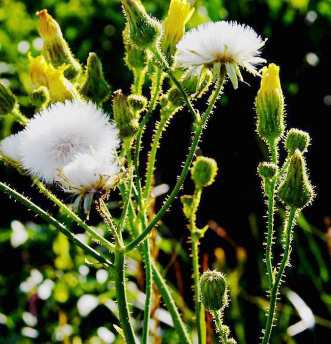 The Down Of A Thistle