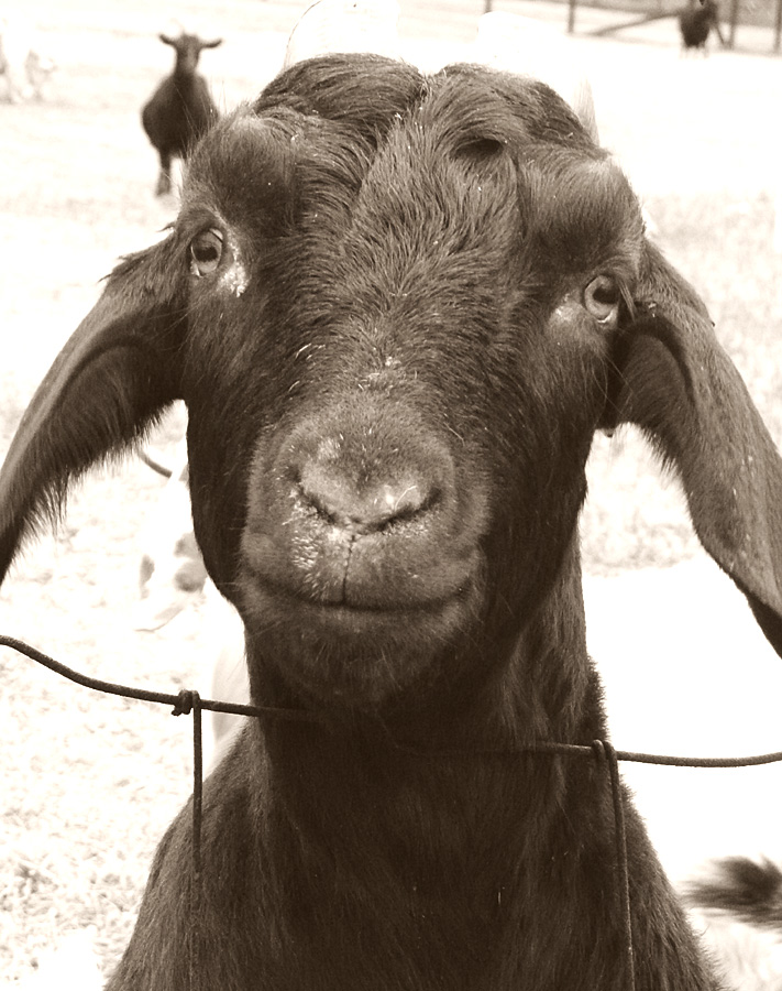 Black Goat